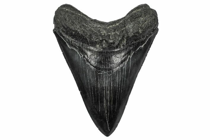 Serrated, Fossil Megalodon Tooth - South Carolina #344641